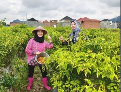 Kegiatan Monitoring & Pembinaan di Kelompok Tani Harapan Baru dan Sinar Harapan Kec. Sukabumi