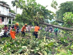BPBD Kota Bandar Lampung Evakuasi Pohon Tumbang Yang Menyebabkan Macet di Jl. Gatot Subroto